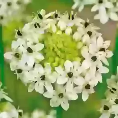 Saundersiae